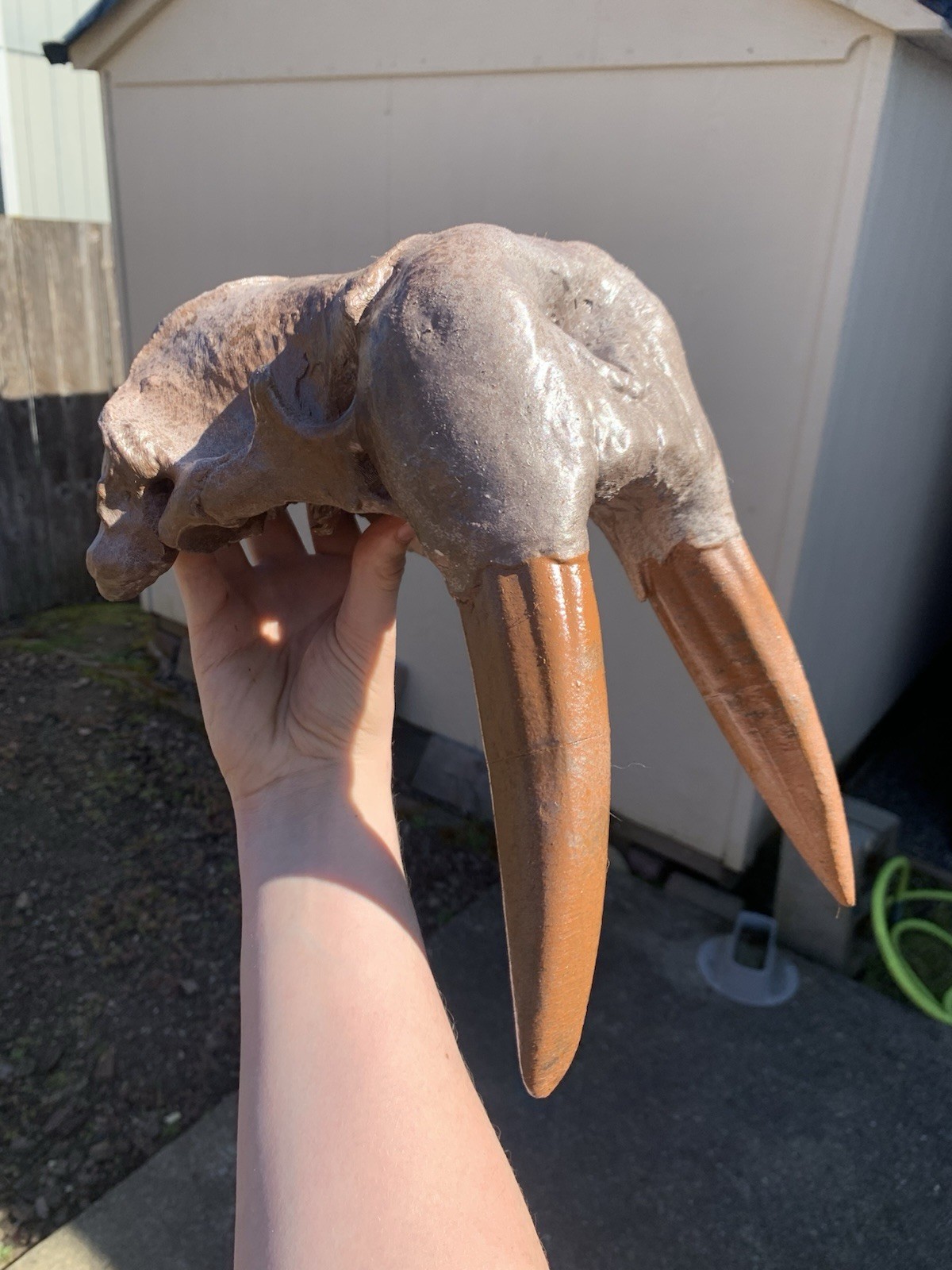 Museum Quality Half Scale Walrus Fossil Skull Replica, 3D Printed Hand Painted