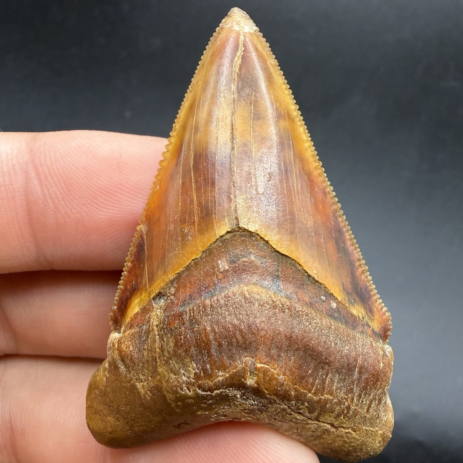 RARE Peruvian Chubutensis Shark Tooth 2.29” Restored Tip And Root