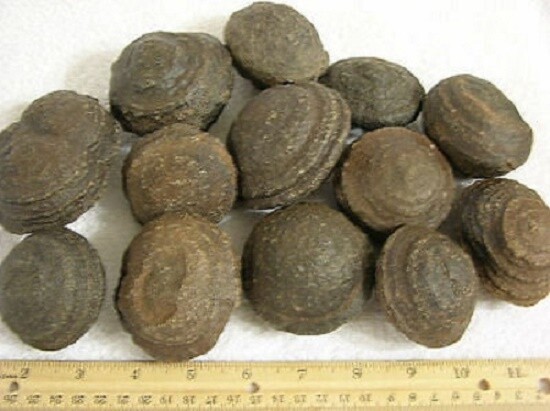 Moqui Marble  concretion Utah bigger 2 inch plus 1 per winner