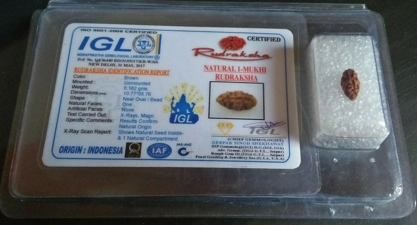 1 One mukhi rudraksha Java Origin 10 mm Size Lab Certified