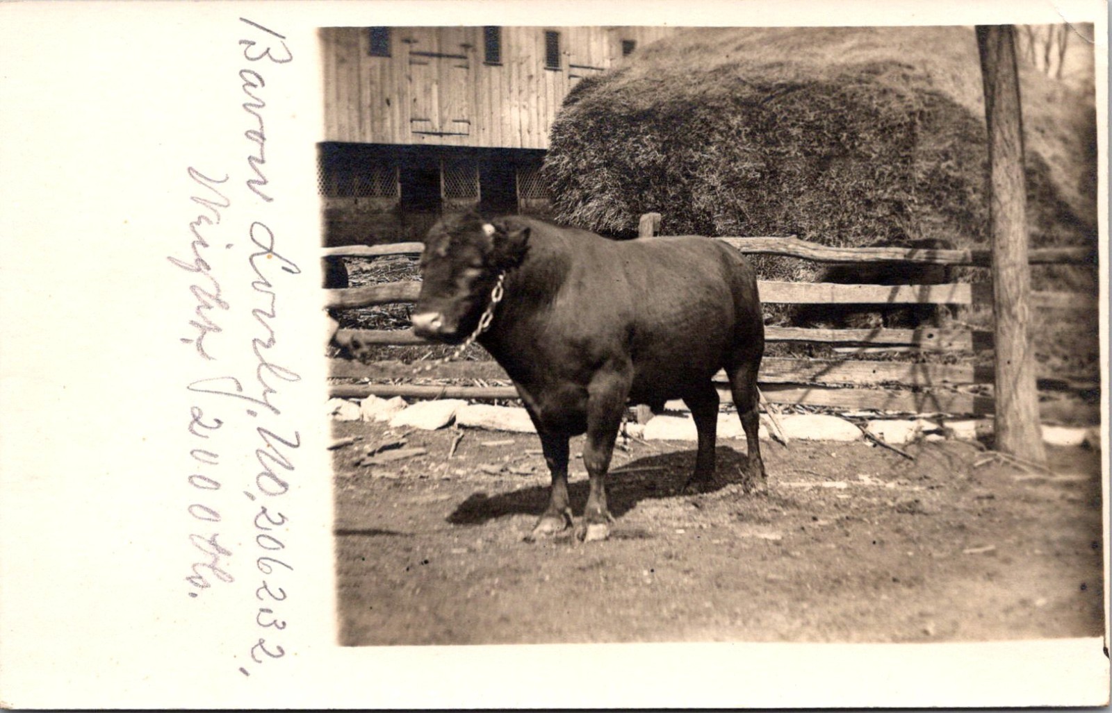 Heavy- Set Beef Bull In A Farmyard Barron Lonely RPPC Real Photo Postcard 4P23-8