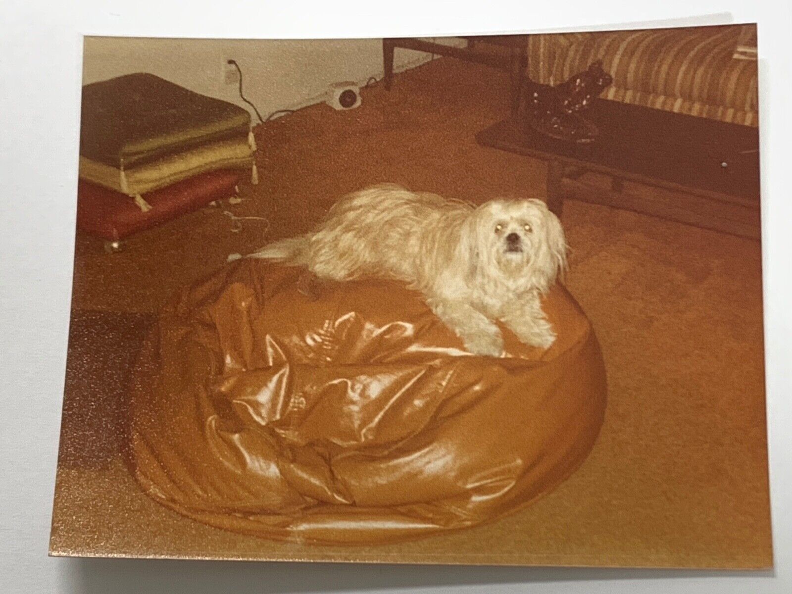 (Ae) Vintage Original FOUND PHOTO Photograph Snapshot Shaggy White Dog Bean Bag