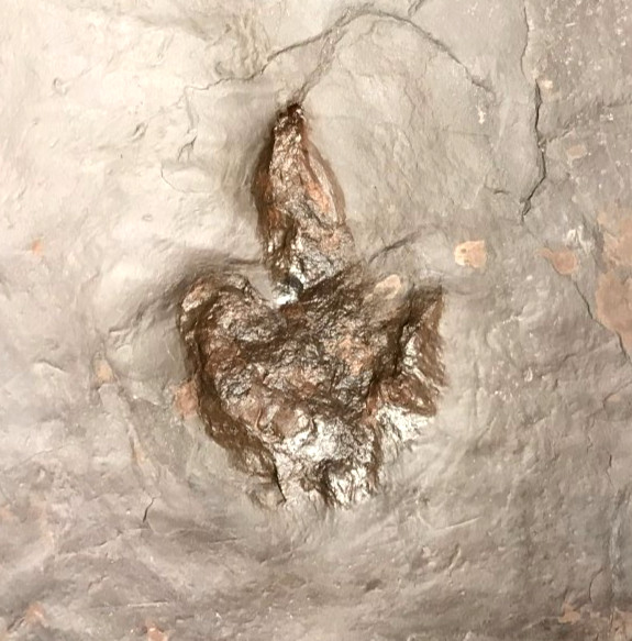 FANTASTIC RARE DINOSAUR FOSSIL FOOTPRINT TRACK ATREIPUS FOSSIL NJ 200 MYO