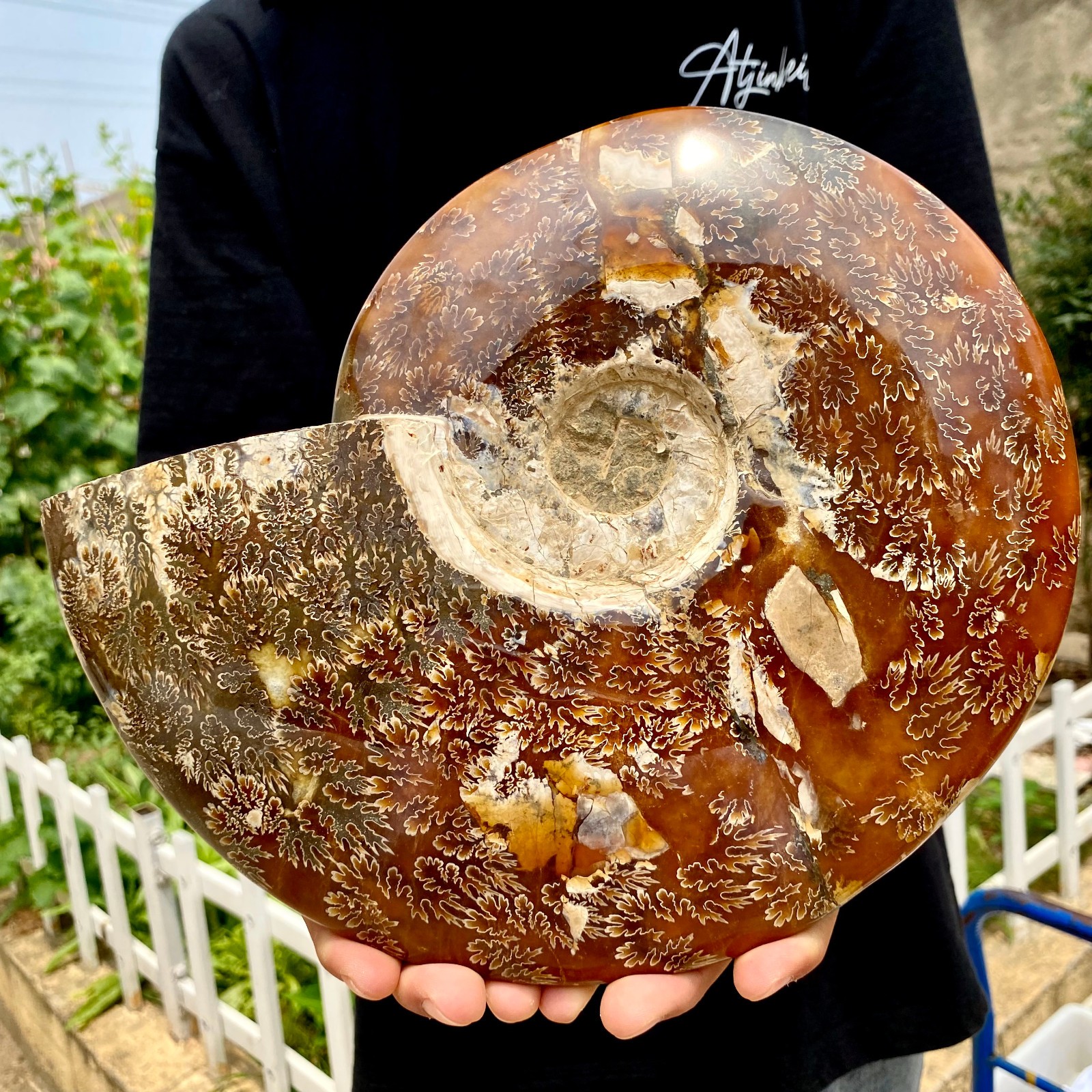8LB Rare Natural Tentacle Ammonite FossilSpecimen Shell Healing Madagascar