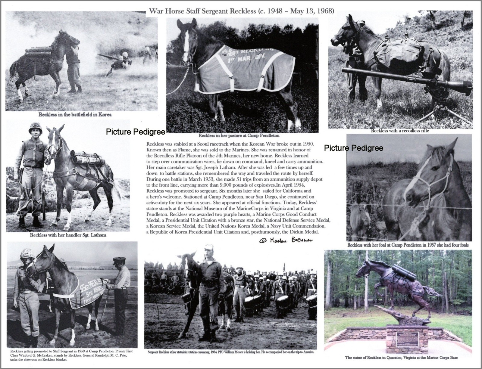 Military the Marines War horse hero Sergeant Reckless picture compilation 8.5 X