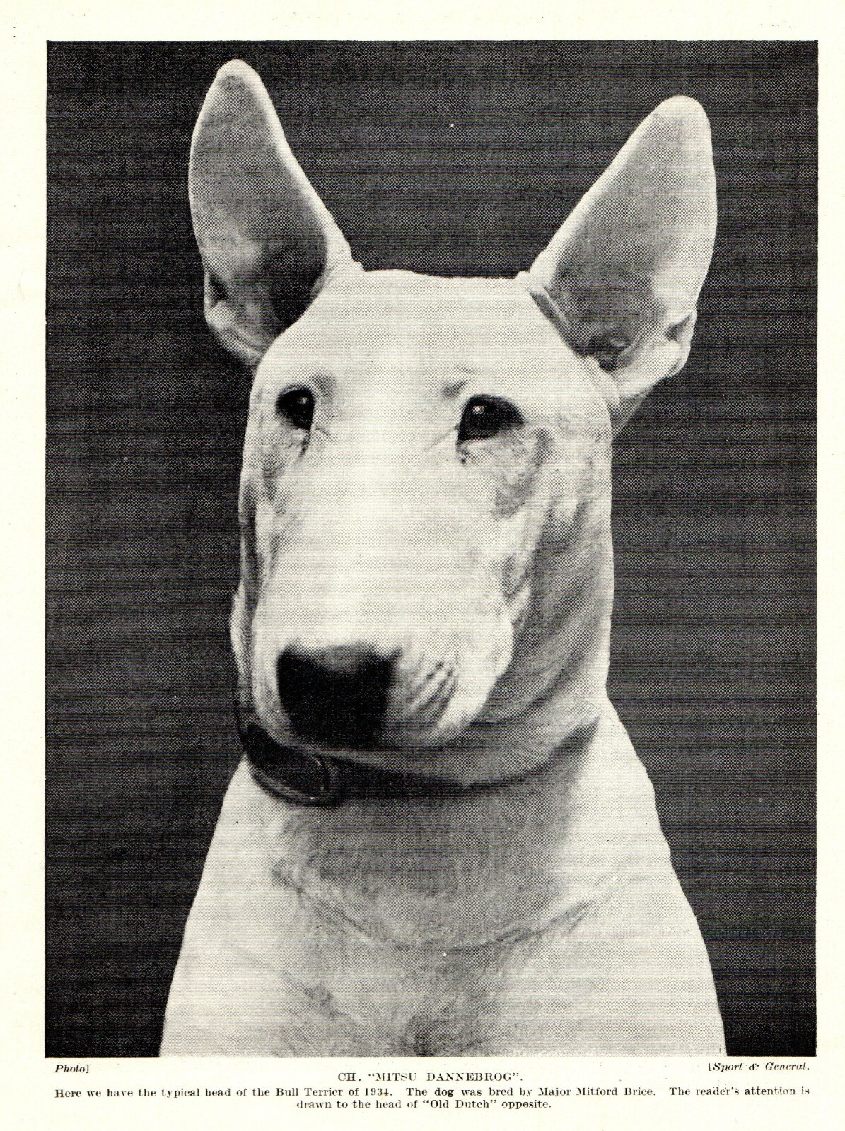 1930s Antique BULL TERRIER Dog Print Ch. Mitsu Dannebrog Bull Terrier 3929c