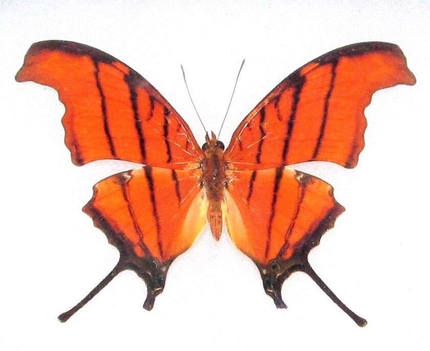 Marpesia petreus ONE REAL BUTTERFLY ORANGE RUDDY DAGGERWING WINGS CLOSED