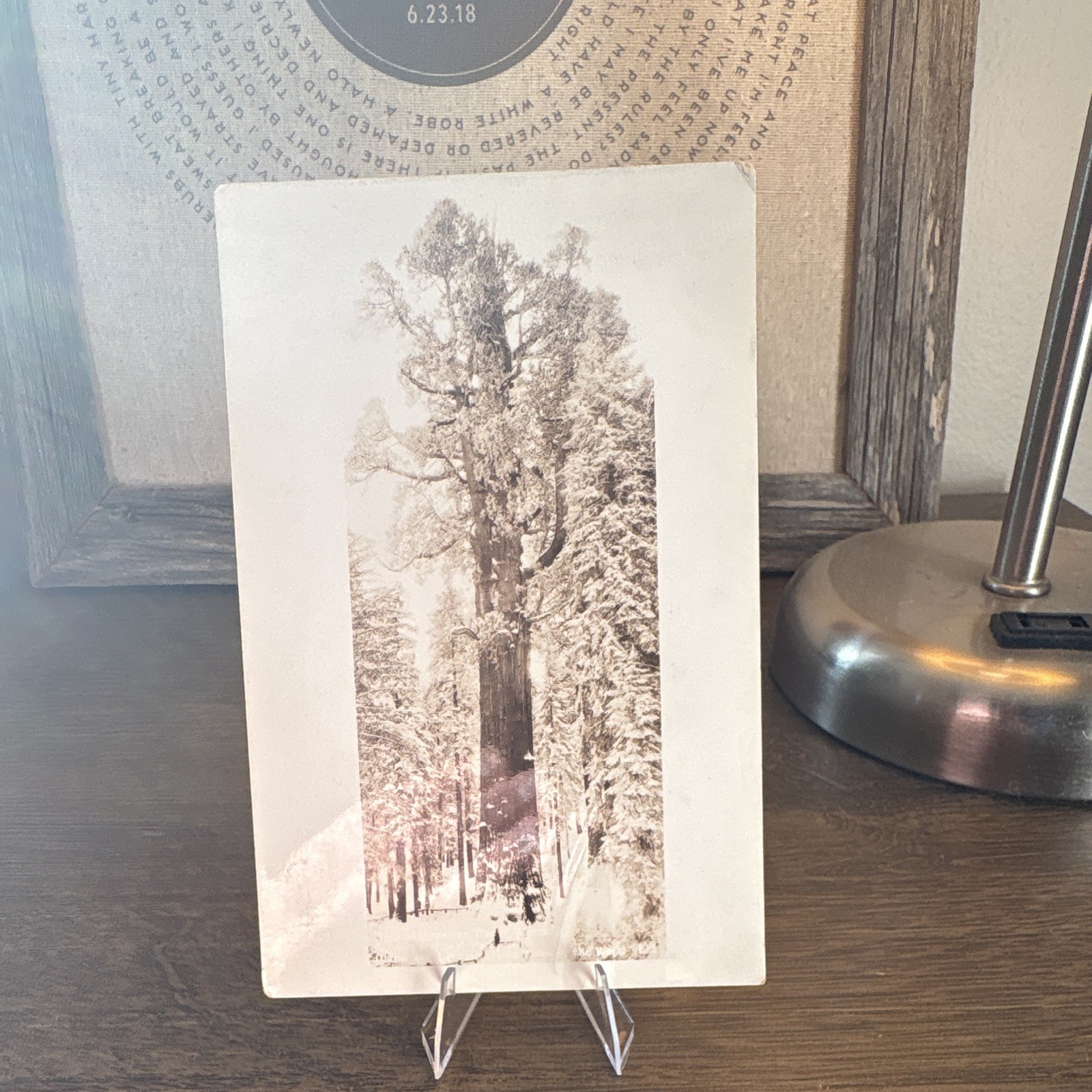 Vintage RPPC Real Photo Postcard Winter Forest Trees Divided Back Unposted