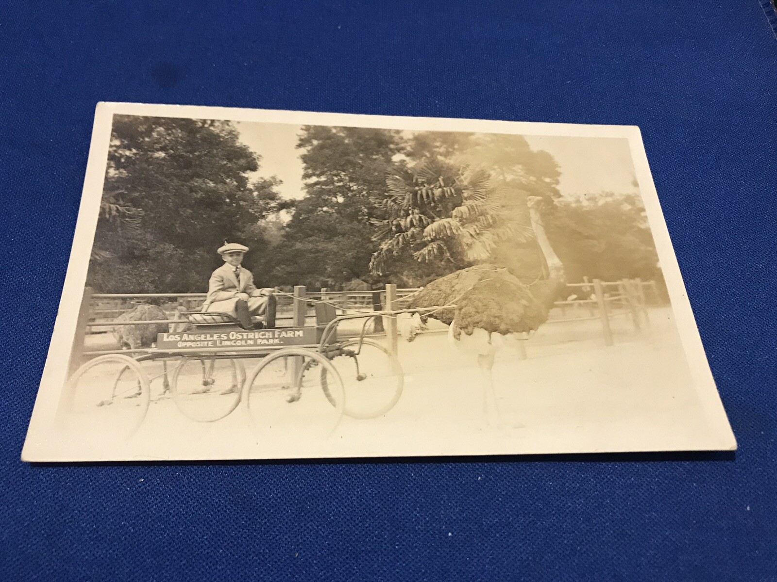 Vintage RPPC Real Photo Postcard Los Angeles Ostrich Farm Opposite Lincoln Park