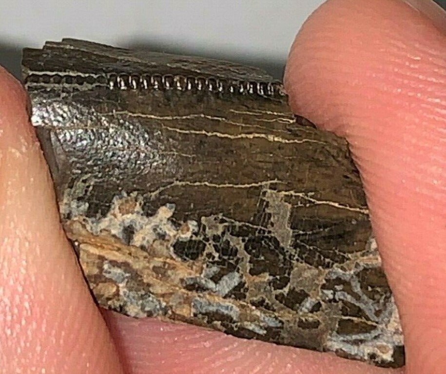TYRANNOSAURUS REX TOOTH PIECE PARTIAL REAL FOSSIL T-REX DINOSAUR RELIC BONE FANG