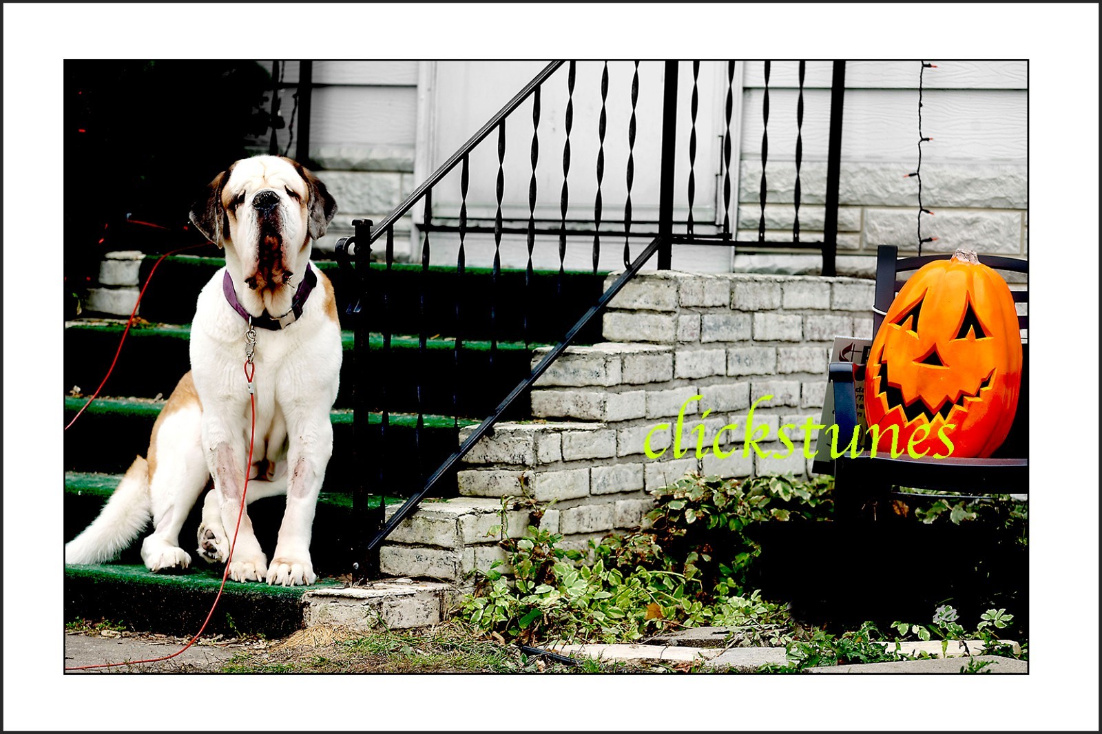 *2016* \'BIG DOG, BIG SMILE\' 30”X20” COLOR ARCHIVE PHOTO PAPER-UNFRAMED
