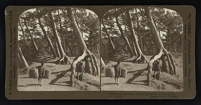 Among the curious old pine trees of Mio-no-matsu-bara, Japan Old Photo