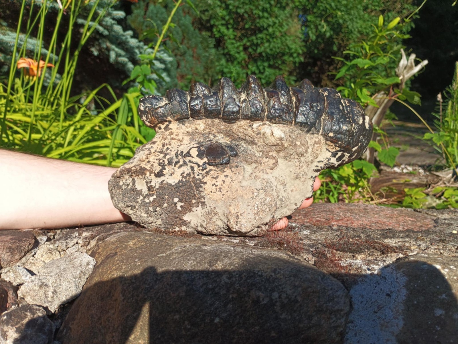 Stegodon's tooth and lower jaw fossil