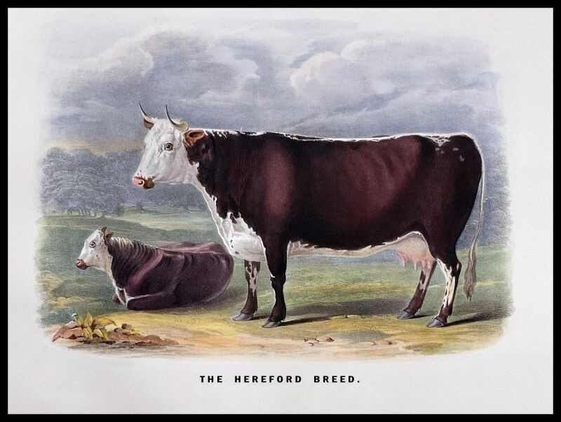 The Hereford Breed - Cattle Art NEW Sign: 15x20