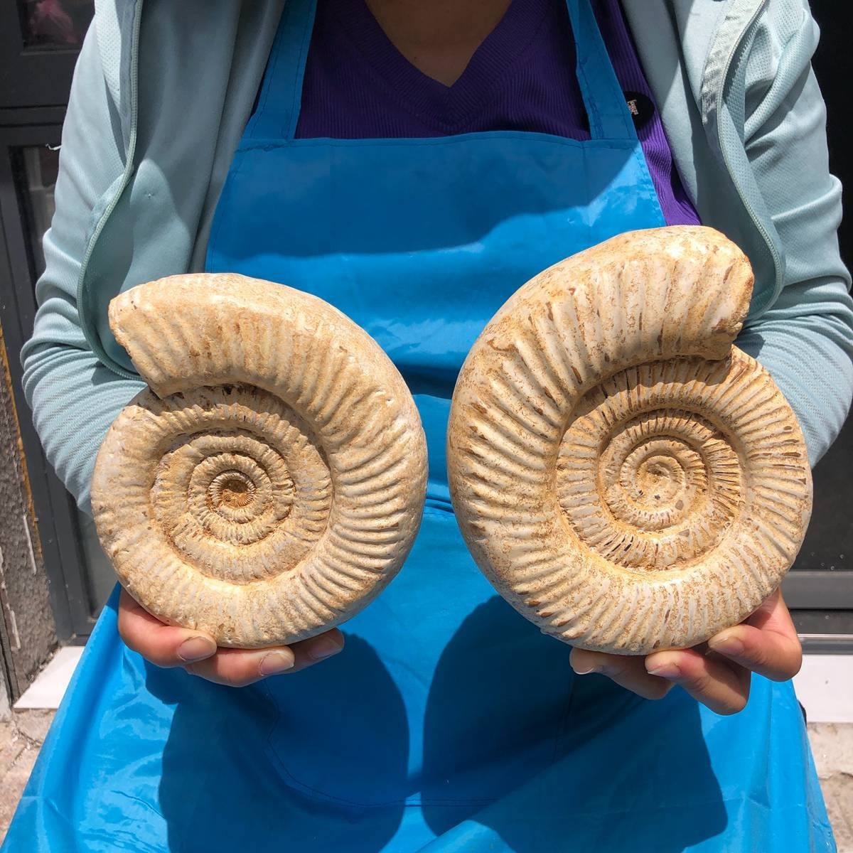 2pcs 5.8LB Natural White Ammonite Fossil Specimen Home Decor Healing Stone 6808