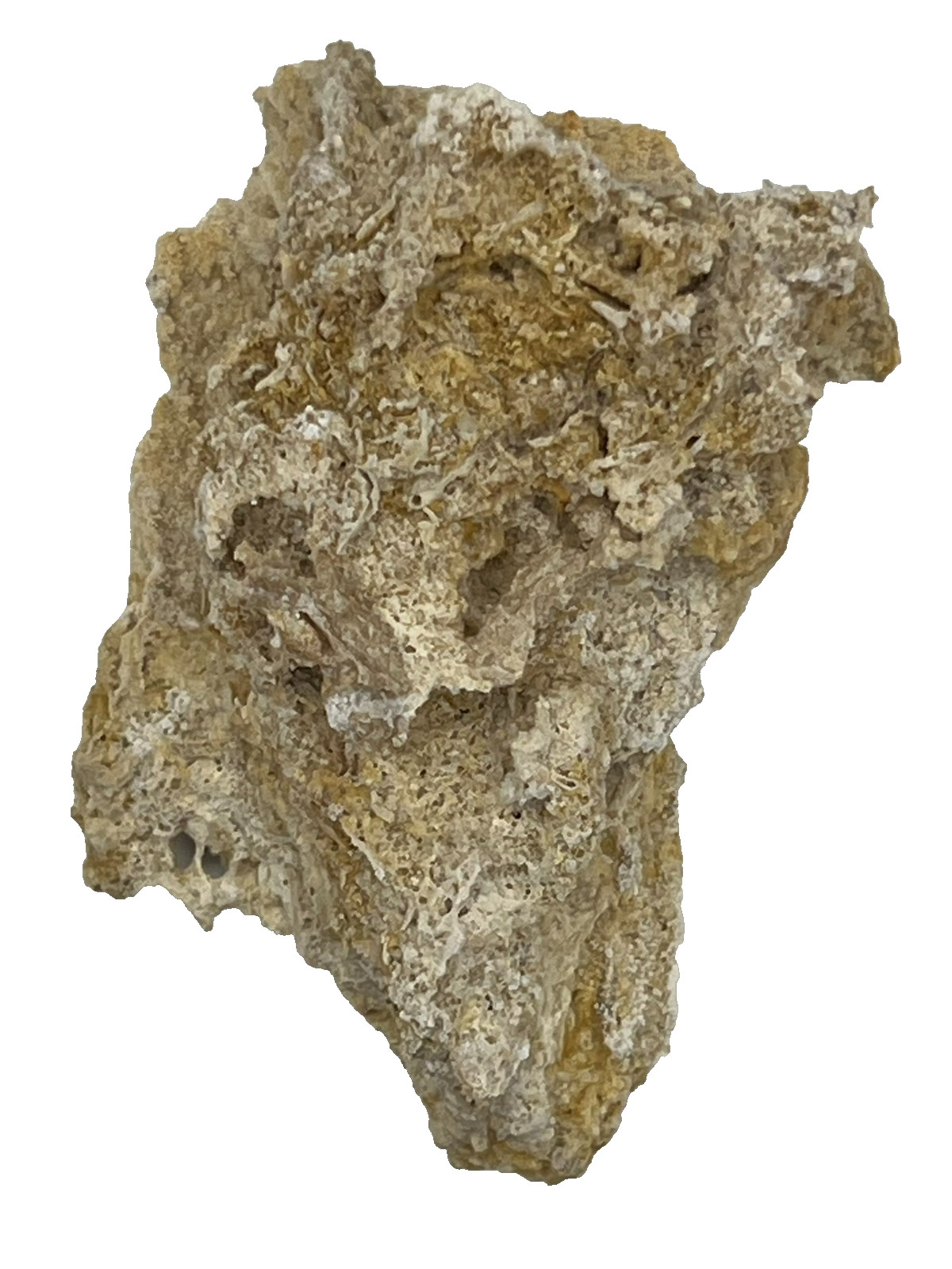 Private Collection Release - 3D Invertebrate Fossil - Museum-Quality Geometry