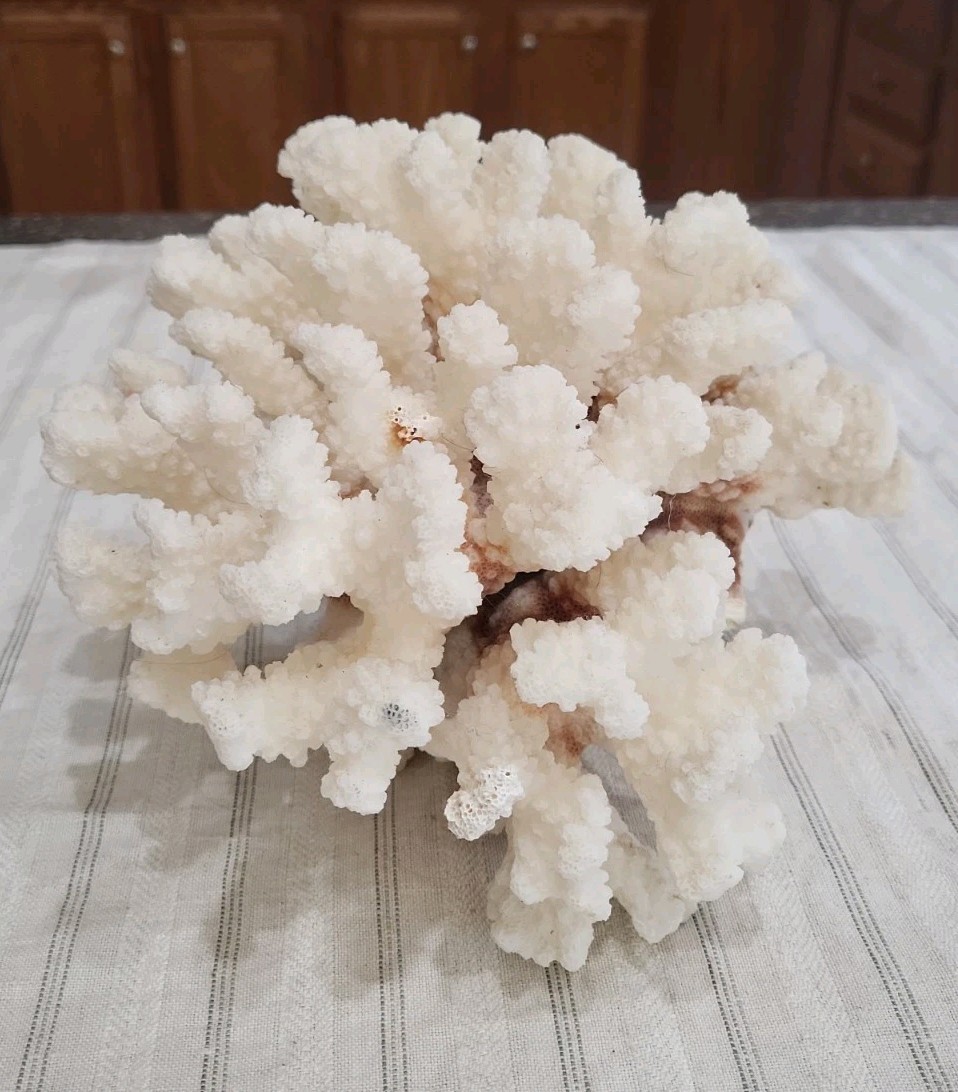 Vintage Natural Beautiful Large White Coral Piece