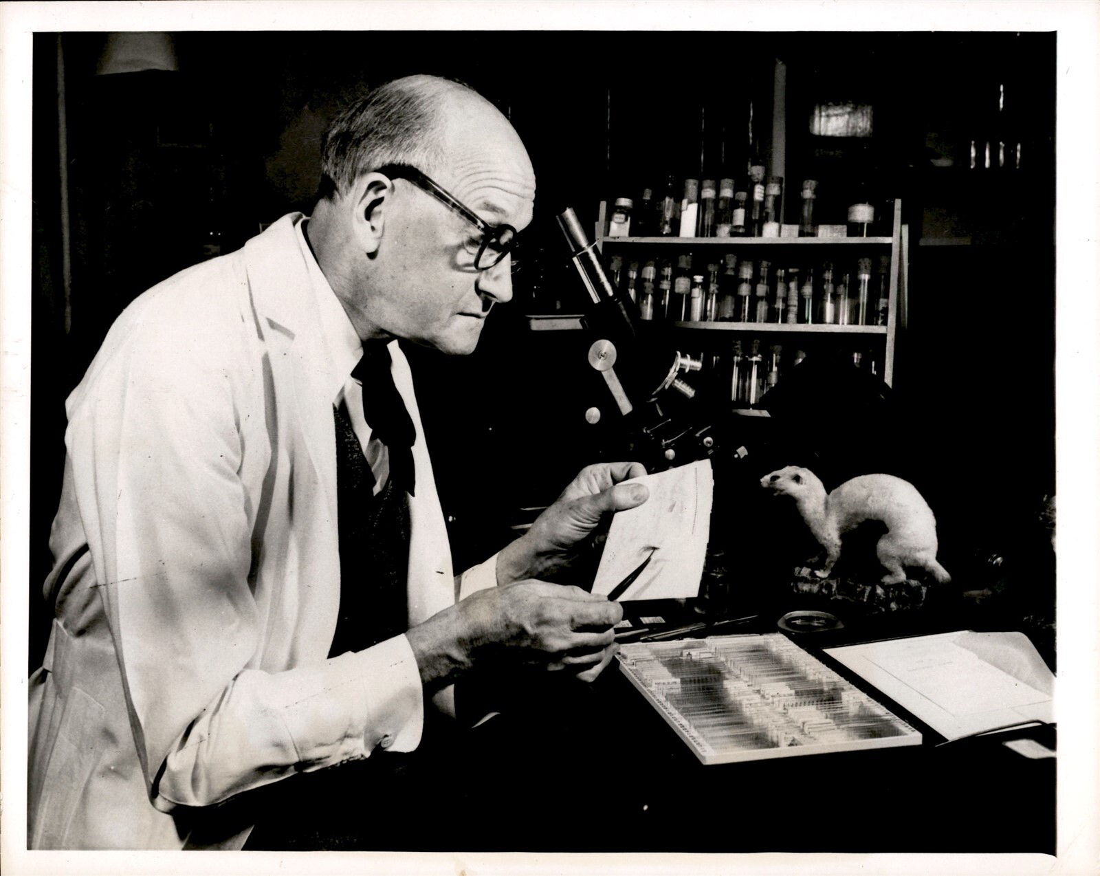 LG72 1950 Original Wide World Photo BY A HAIR Dr Leon Hausman New Jersey College