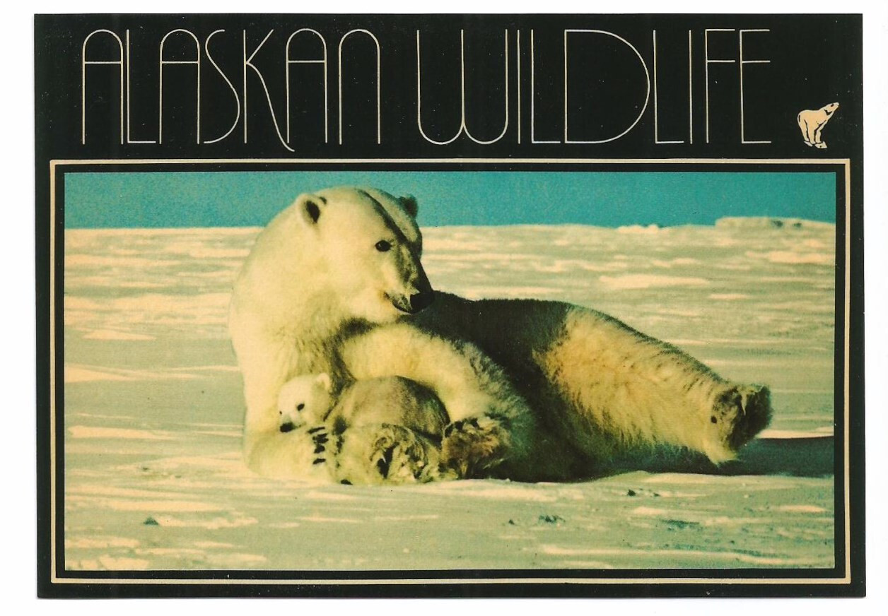 AK Postcard Alaska Alaskan Polar Bears