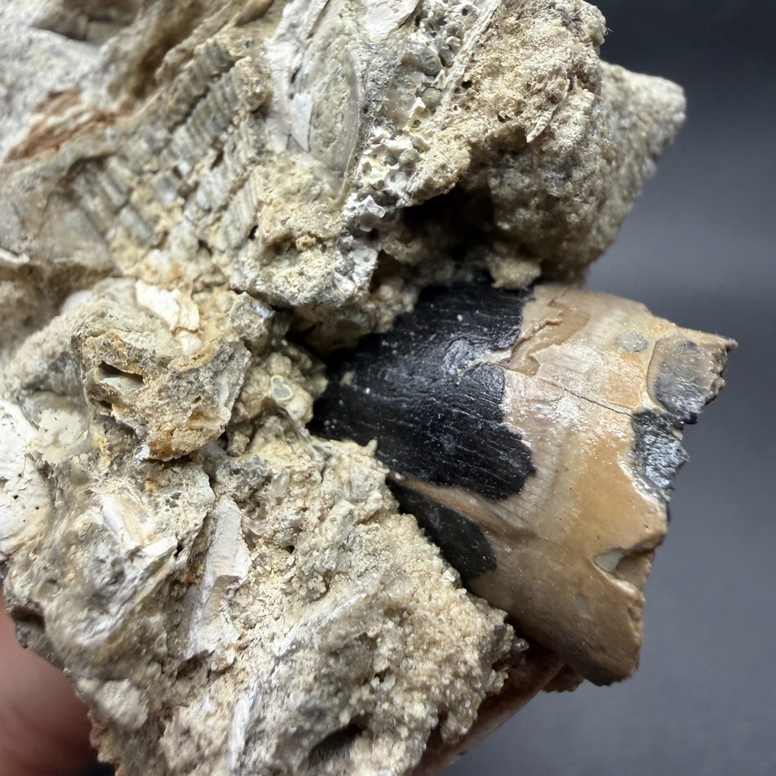 RARE FOSSIL ALLIGATOR TOOTH IN MATRIX SOUTHWEST FLORIDA