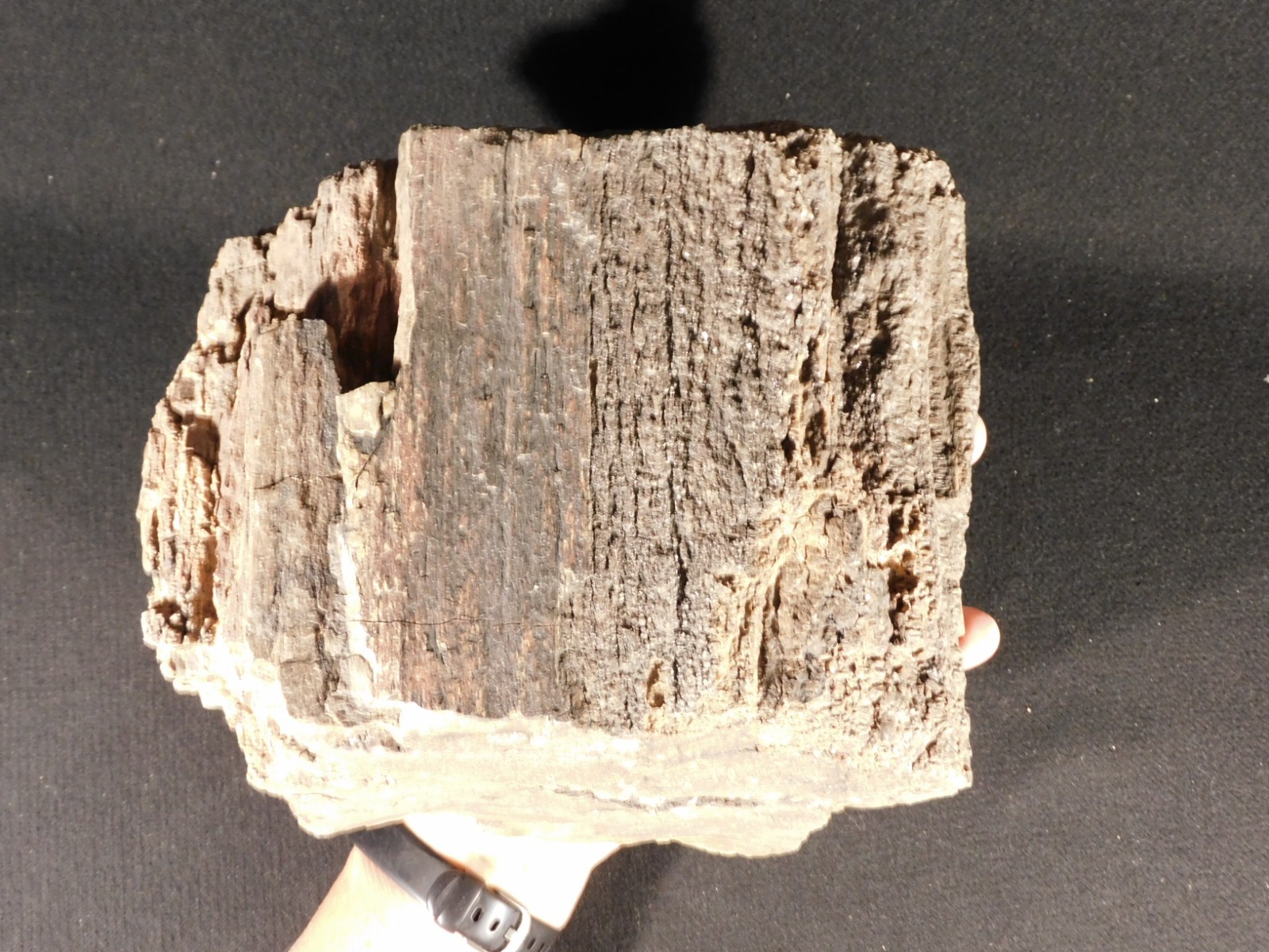 Nice BARK BIG Petrified WOOD Fossil with Smoky Quartz Crystals From Utah 6767gr