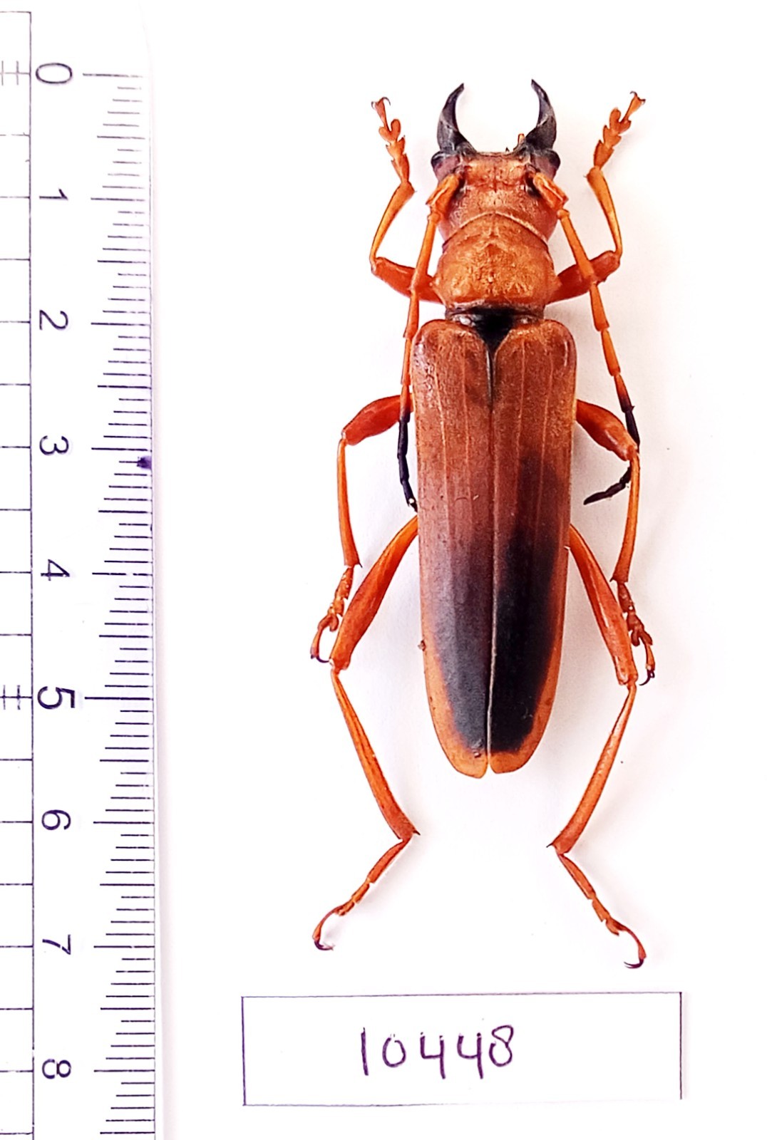 Very large size Parandrocephalus eversor 57mm from Sumatra Indonesia Very large size Parandrocephalus eversor 57mm from Sumatra Indonesia