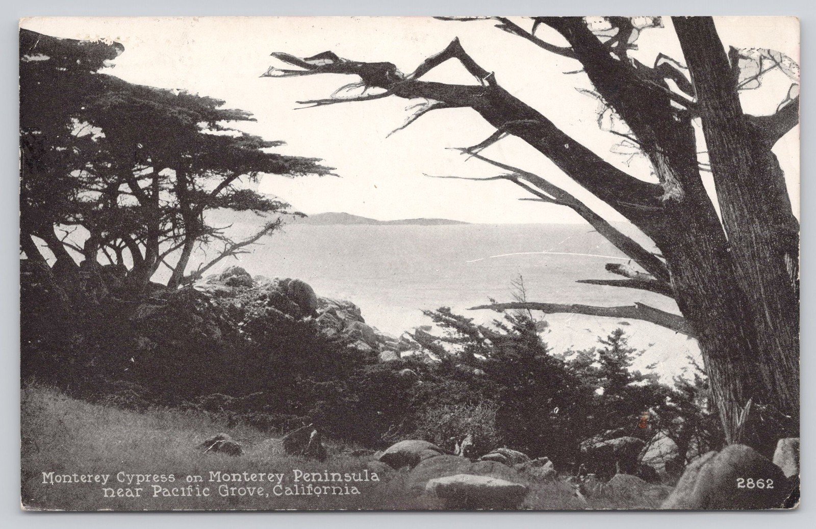 Monterey Cypress Pacific Grove CA Posted 1929 Vintage Postcard