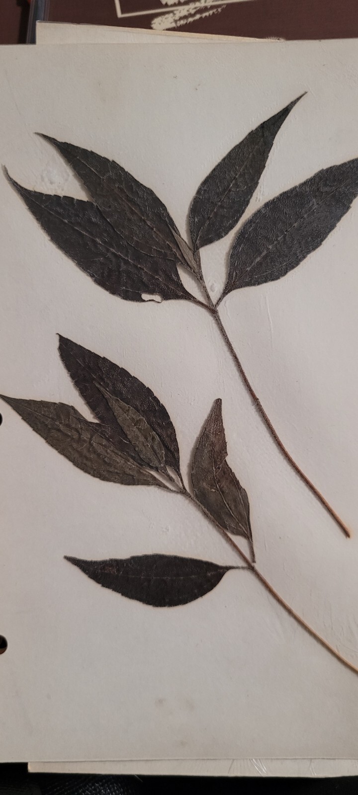 3 pressed leaves from 1970\'s