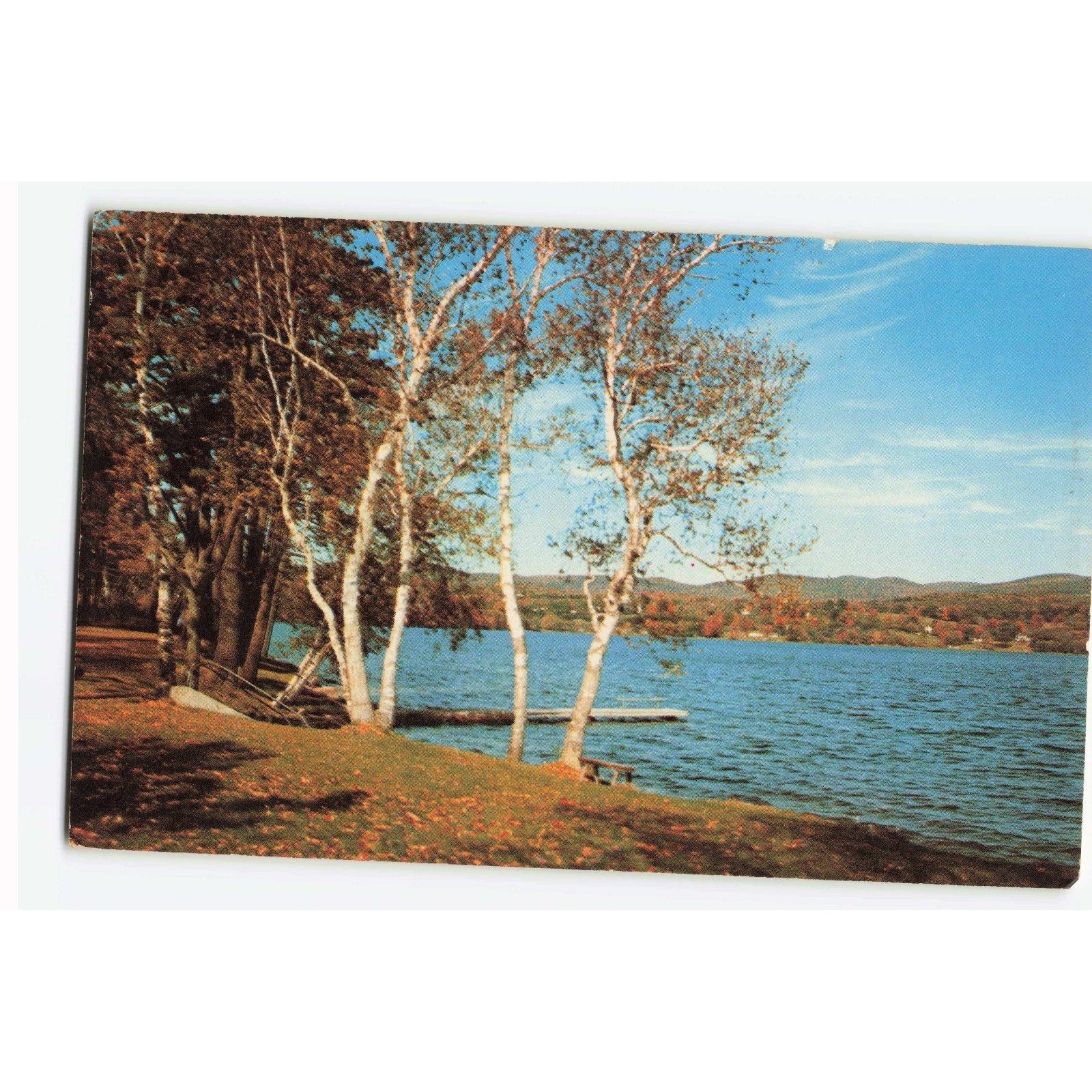 Vintage Cove Haven Honeymoon Resort Lakeville PA Postcard Birch Trees Poconos