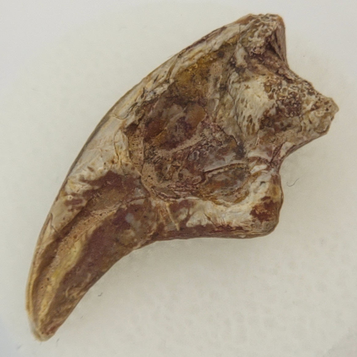Dimetrodon 0.98\