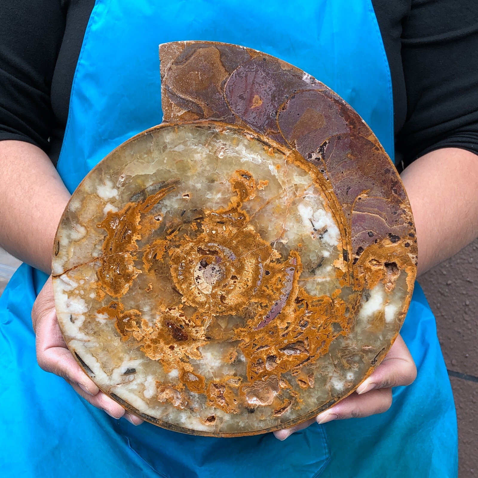 5LB TOP Natural Beautiful Windmill Slicing Conch Crystal specimen heals 2288