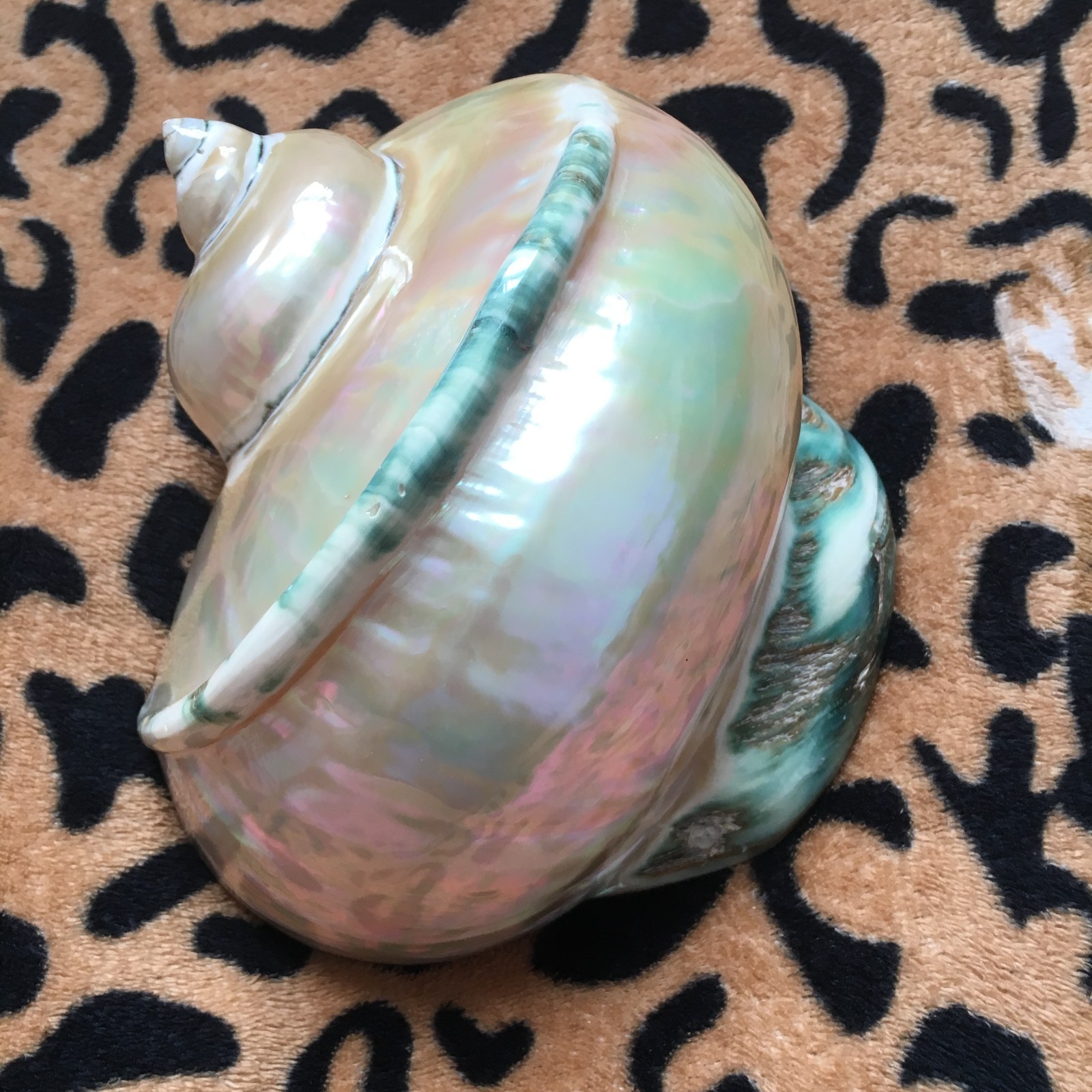 17.5cm | Turbo marmoratus | Polished | 854grams | Nice  Seashell