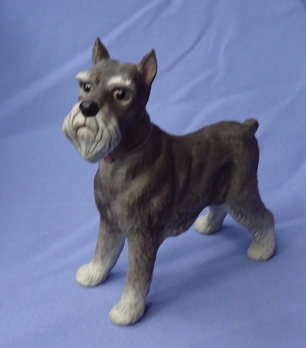 SCHNAUZER BOEHM dog 6\