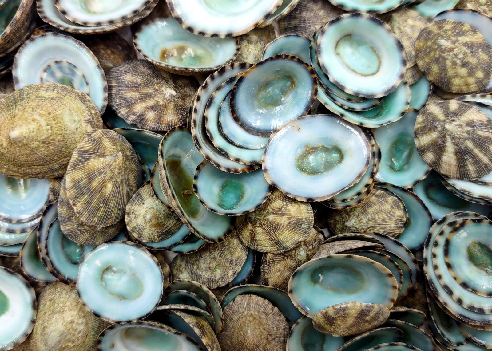 Green Limpet Seashells Sutorria (1 cup approx. +/-200 shells 0.5+ inches)