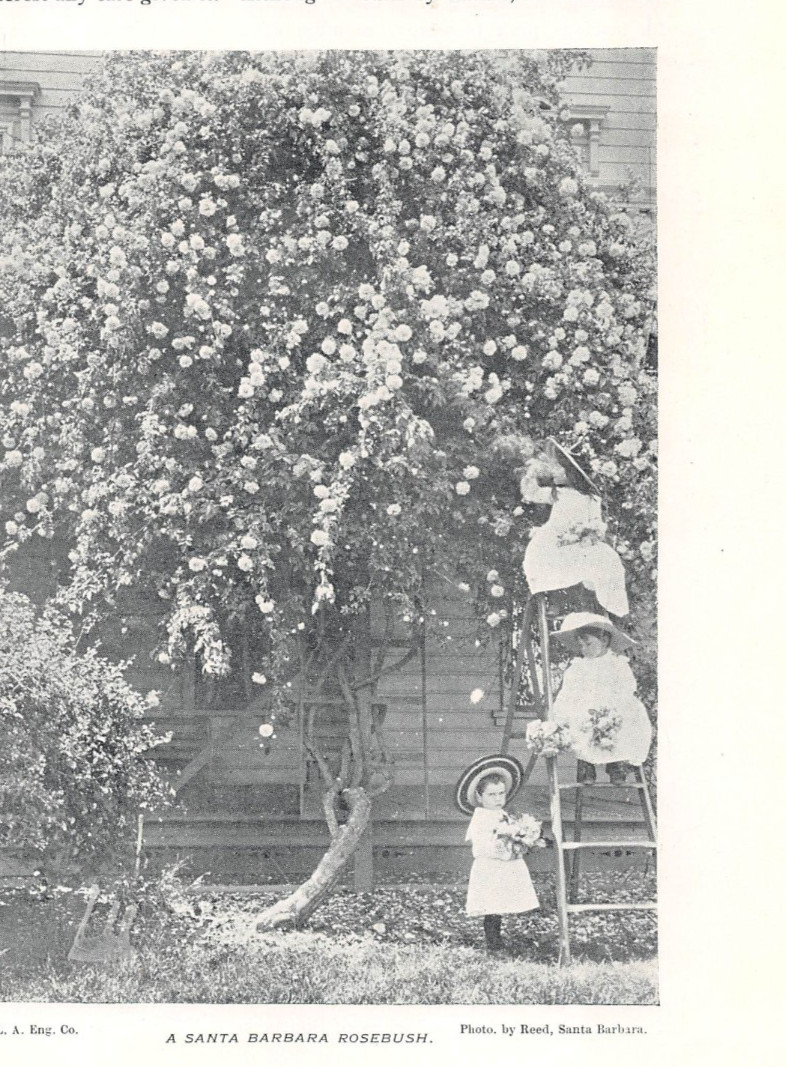 antique 1895 article ROSES of SANTA BARBARA CA California (2 halftone images)