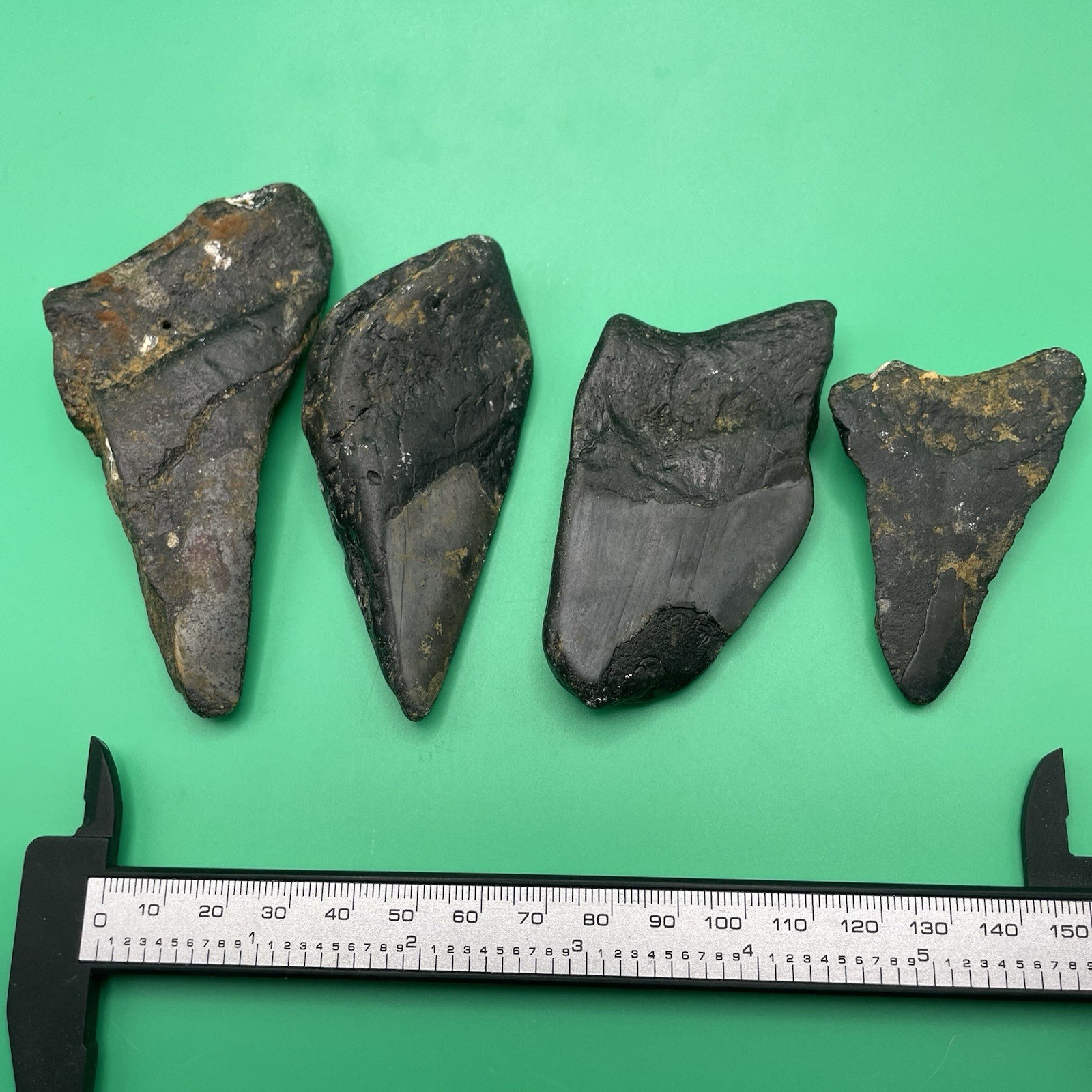 MEGALODON TOOTH LOT REAL PARTIAL MEGALODON FOSSILS NORTH CAROLINA MEG LEDGE