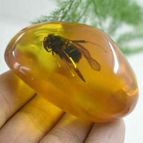 Beautiful Amber Bee Fossil Insects Manual Polishing