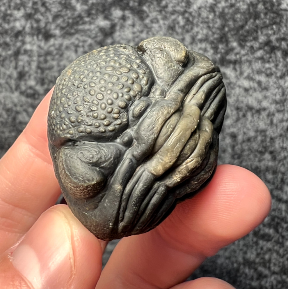 Pedinopariops Trilobite Fossil – Beautiful Enrolled Specimen ✅