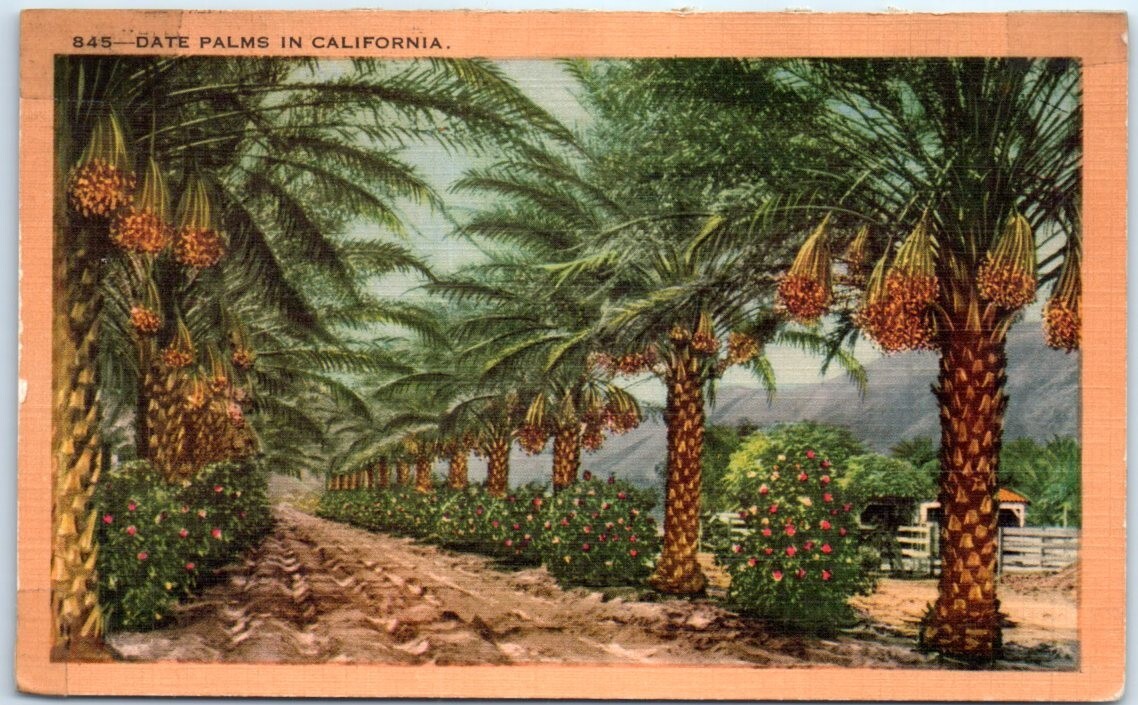 Date Palms California  P-102919