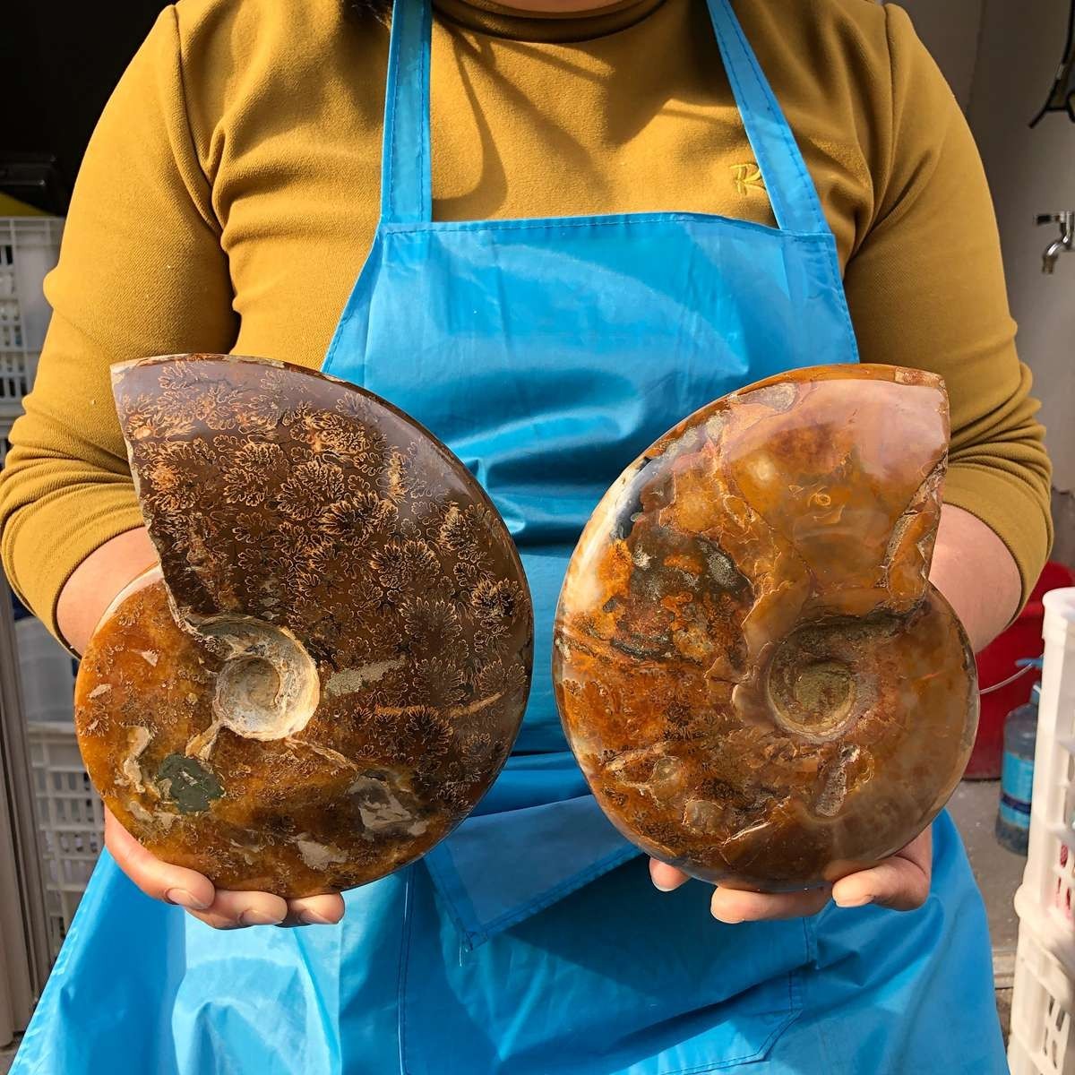 2pcs 5.61LB Natural Whole Ammonite Fossilized Crystal Mineral Specimen Healing 2pcs 5.61LB Natural Whole Ammonite Fossilized Crystal Mineral Specimen Healing