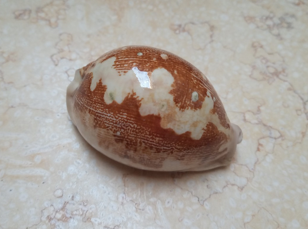 Cypraea mappa rosea red sea shell 81.5mm F++F+ singularis WOW great pattern rare