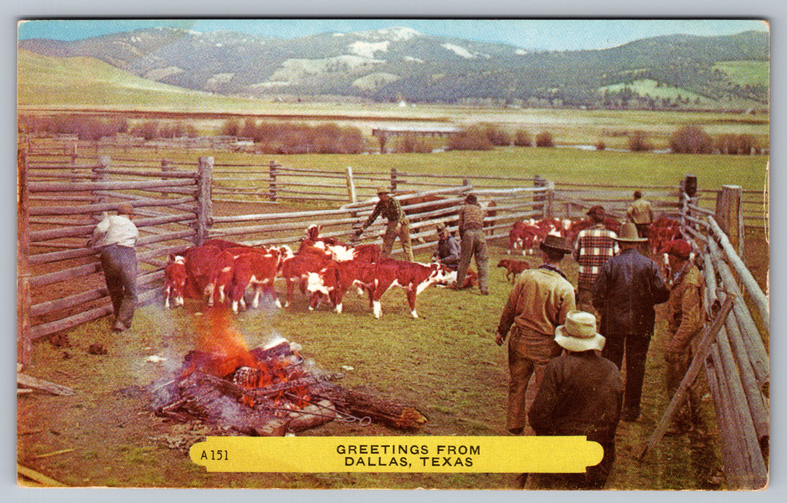 Postcard Greetings from Dallas Texas Cattle Branding