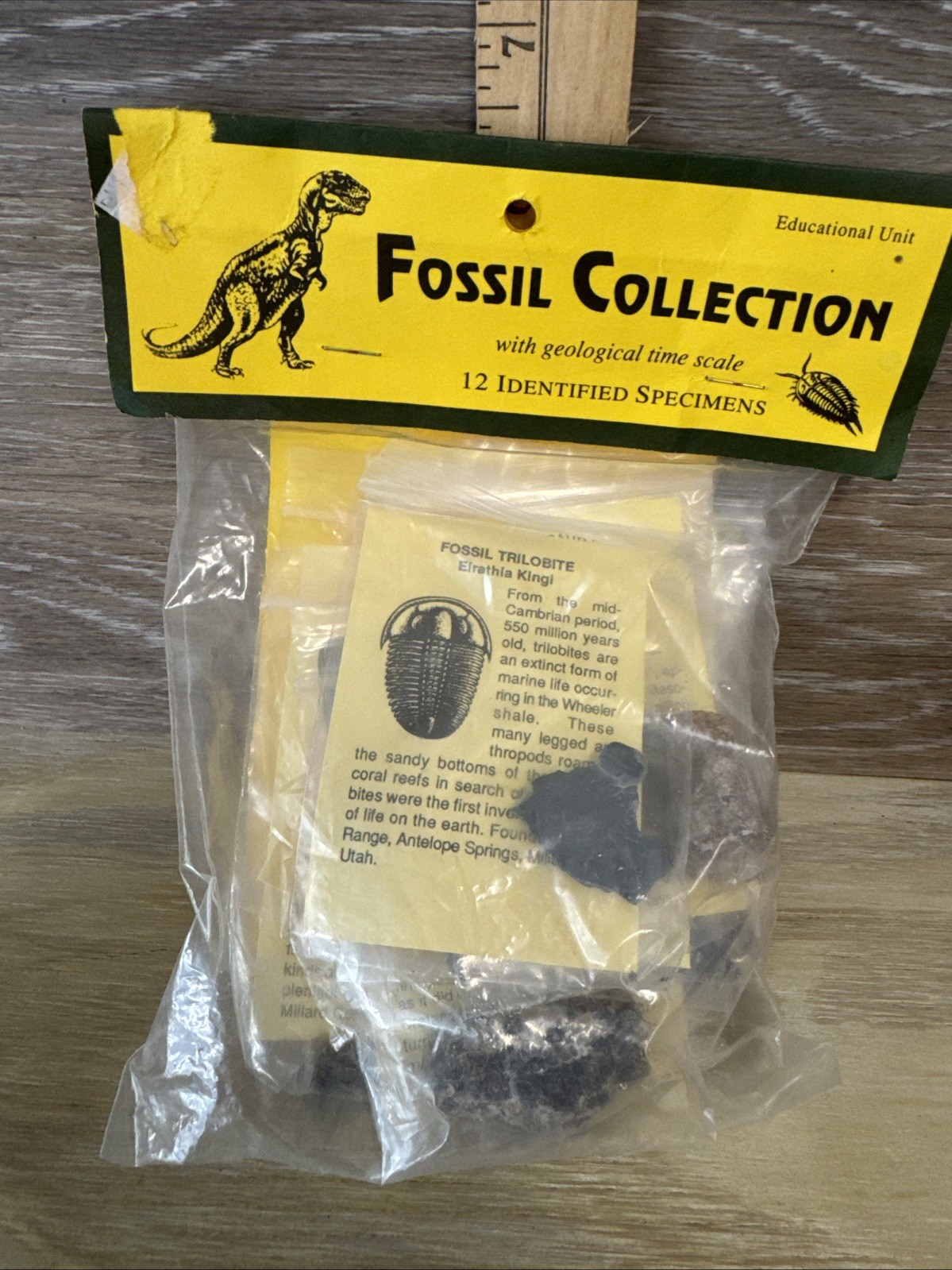 12 Piece Fossil Collection - 12 Specimens w/ Fact Sheet Great for Starting Out