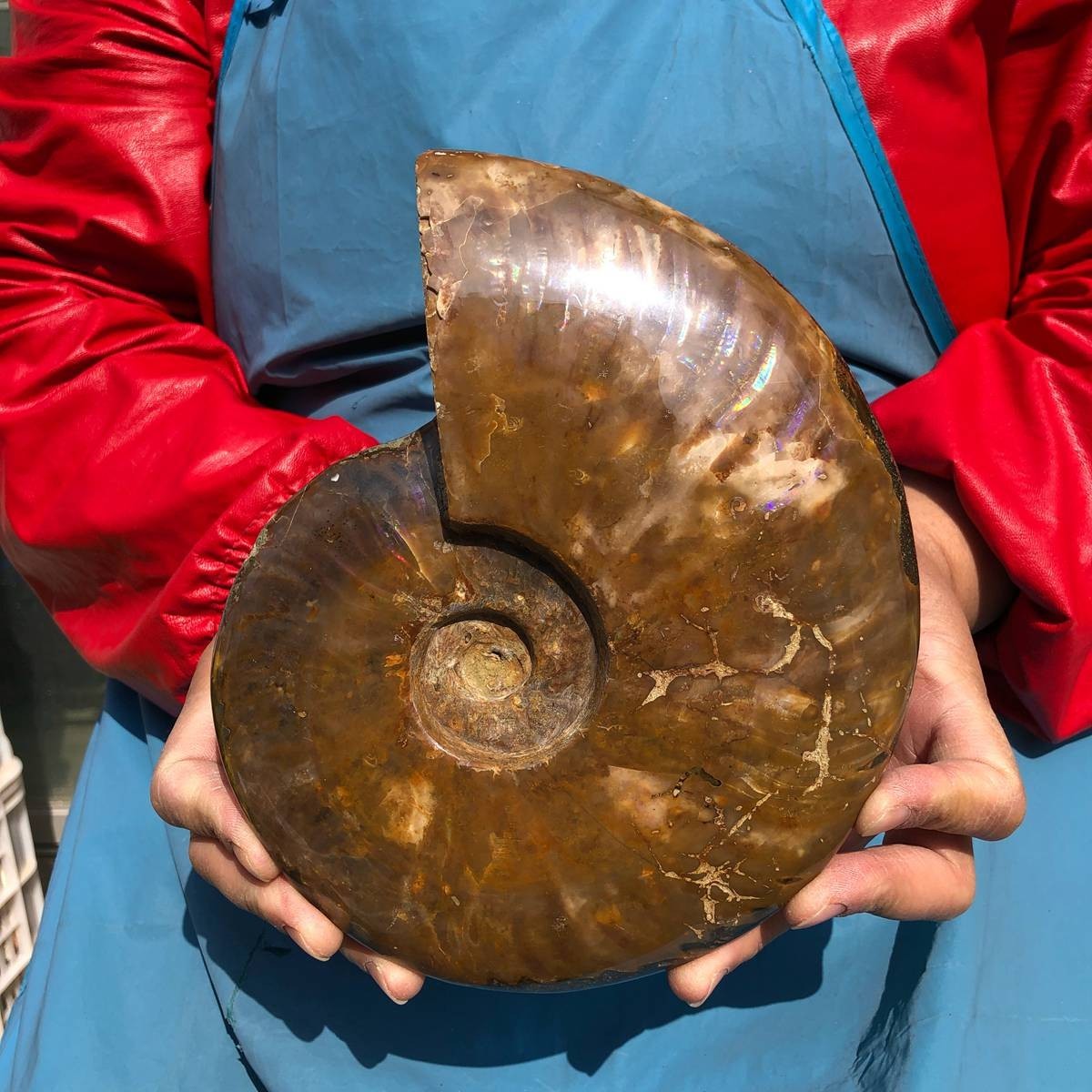 3.65LB Large Natural Beautiful Ammonite Fossil Conch Crystal Specimen Healing