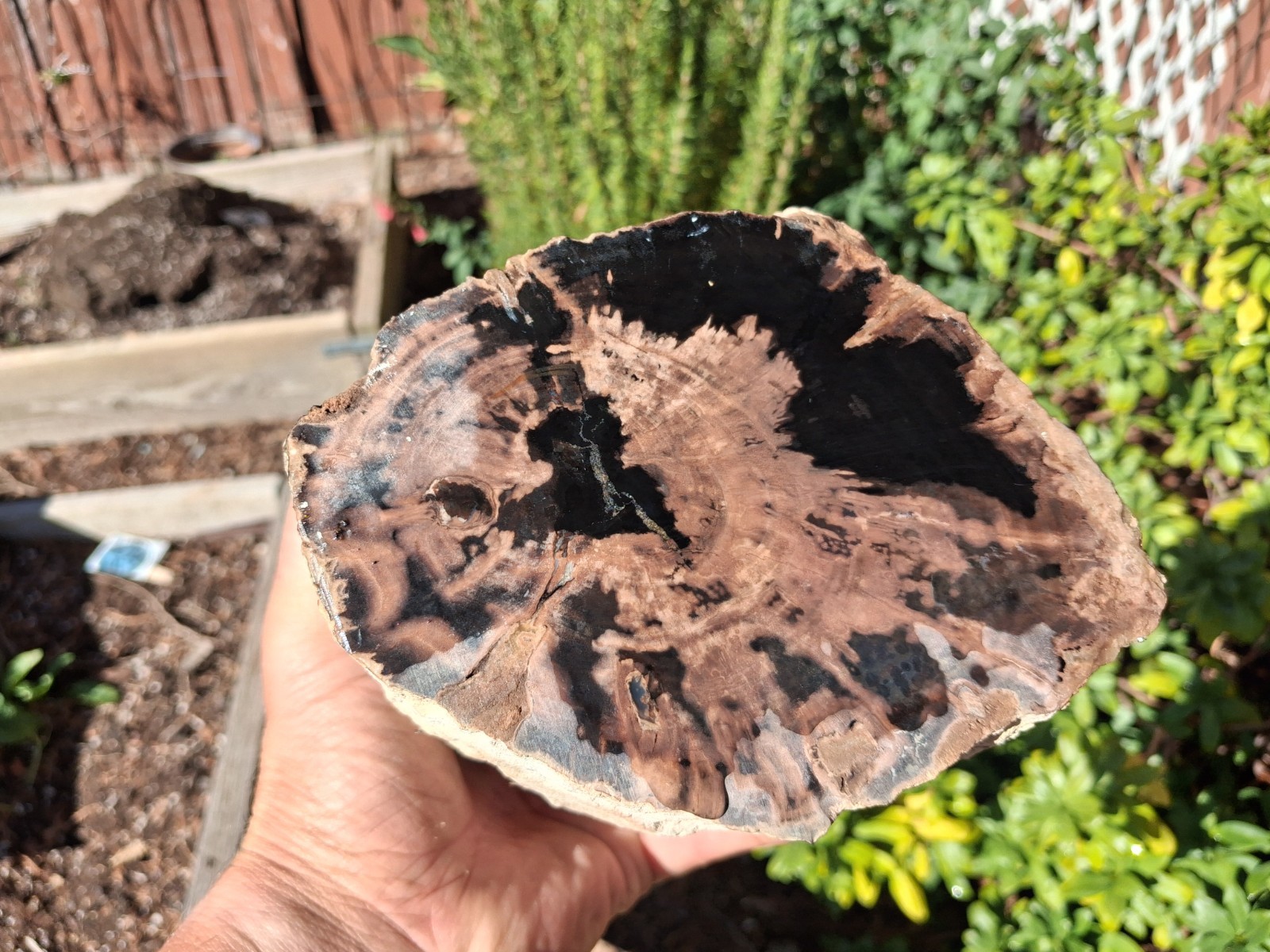 Awesome Large Double End Cut  Blue Forest Petrified Wood, Eden Valley, WY #EV1