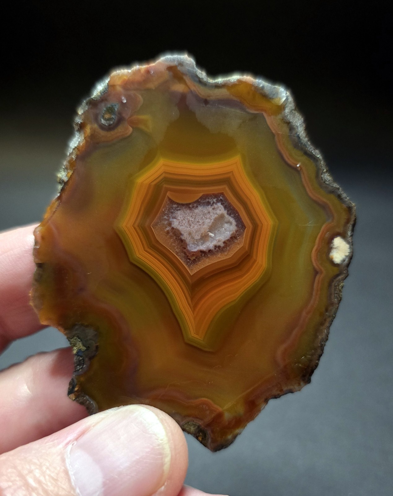 Stunning Condor Agate Lapidary/Collectors Slab