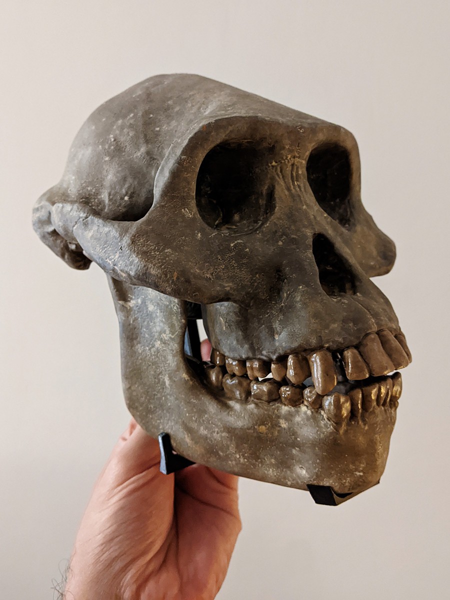 Museum quality Australopithecus afarensis skull replica