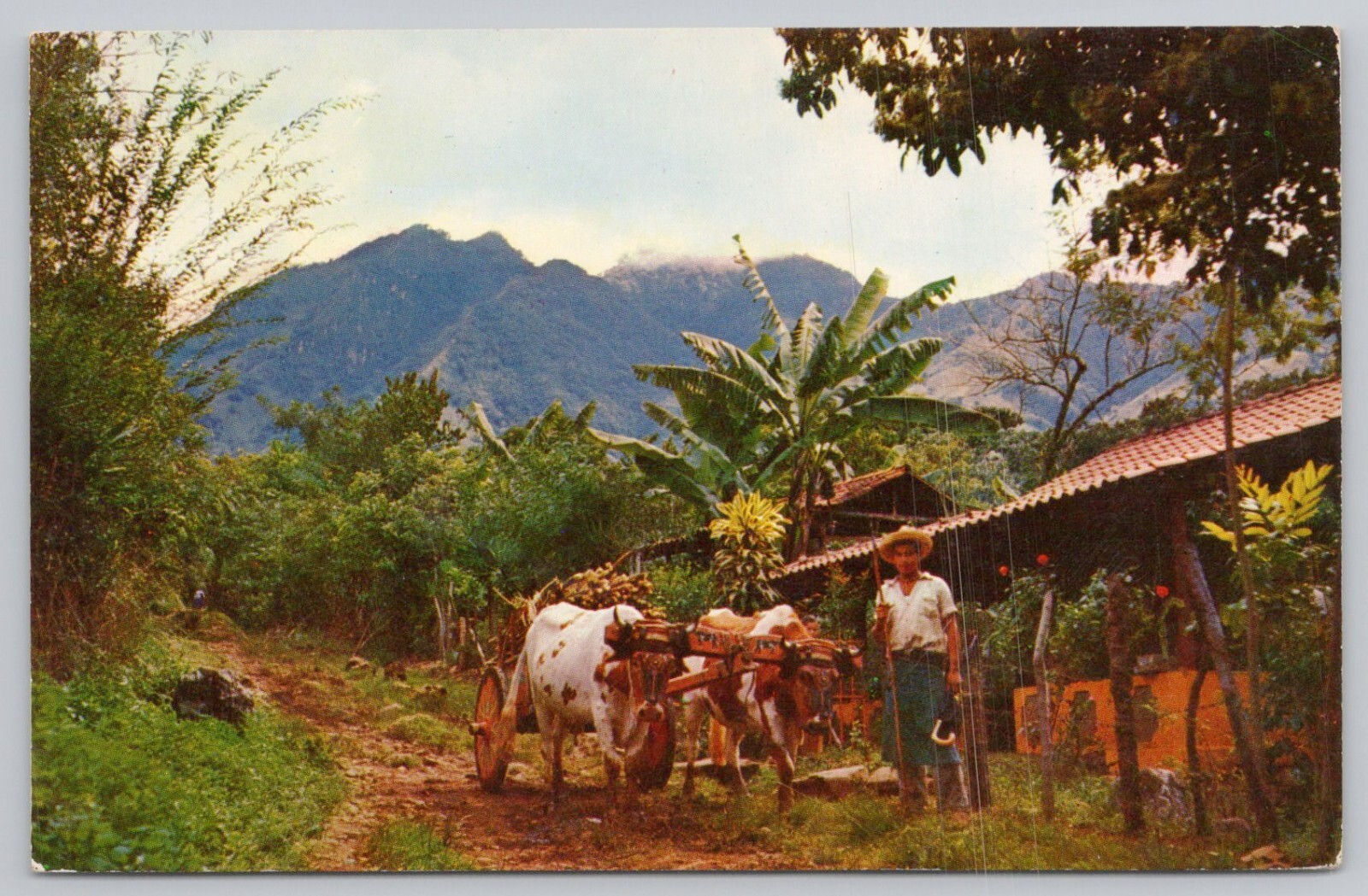 Postcard Typical Scene in Mountains of Costa Rica with Farmer\'s Home and Ox-Cart