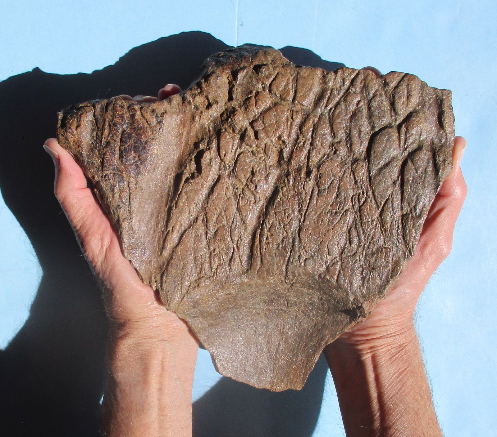 Large Triceratops Frill Piece Hell Creek Formation Montana