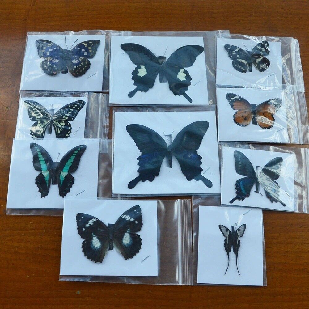 10Pcs Unmounted Natural Butterfly Specimen Mixed Colorful Artwork DIY Craft 